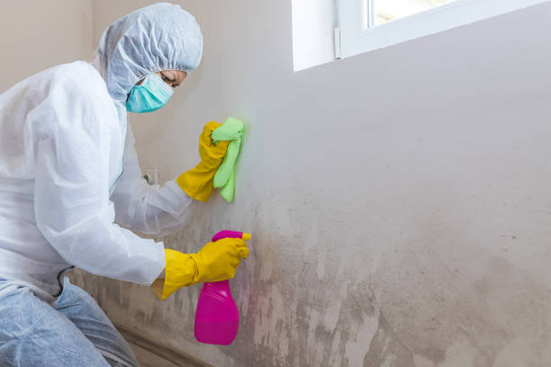 Why You Should Choose Our Mold Remediation Services in Owasso, OK